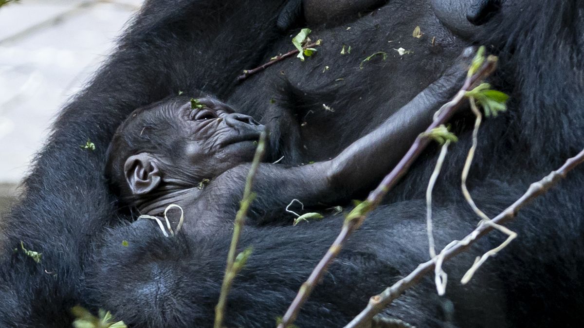 V pražské zoo se letos narodilo druhé gorilí mládě
